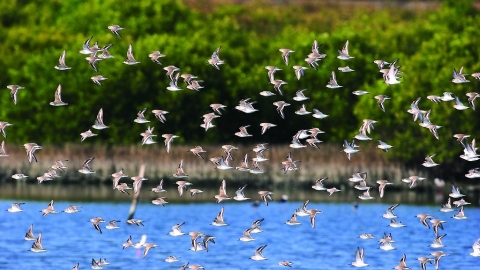 當氣候漸暖 鳥類面臨生存危機 該先救誰？