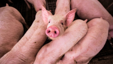 報告揭20家肉類和乳製品公司 總碳排高過德、英、法