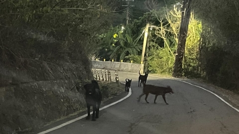 高雄三協里家戶動物普查 寵登、絕育率低、餵養無人管理