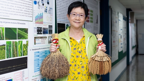 山地陸稻很有事！破解臺灣蓬萊米身世，發現南島語族遷徙線索