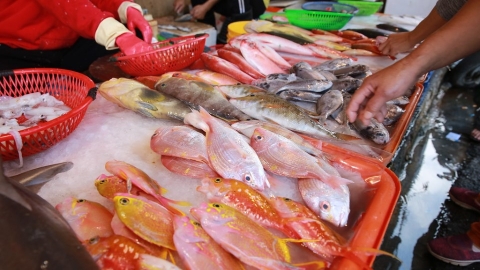 綠色和平40魚種漁港調查 銀雞魚、紅甘、白鯧體長「大縮水」