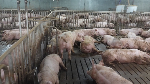 洗刷「臭」名 全球首座循環養豬場在屏東 台糖東海豐園區7月開放預約參觀