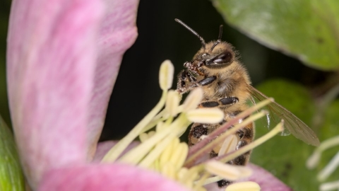  昆蟲與蜜蜂消失：看見生態系統與糧食安全的潛在危機