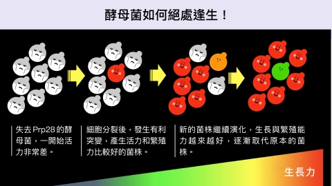 酵母菌的原力覺醒：瀕死復活的演化大戲—-專訪張典顯