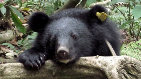 真正的有熊國 廣原小熊回歸山林週年 紀錄片台東首映感動村民