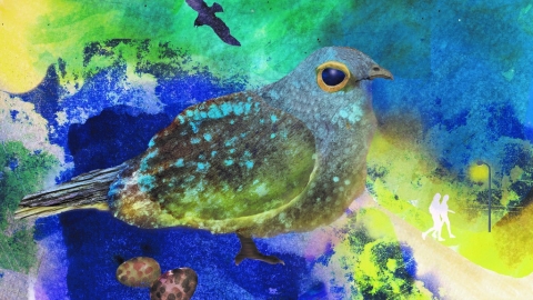 【生物多樣性的美好日常】都市裡的鳥朋友——台灣夜鷹