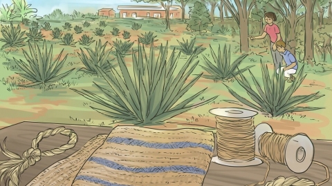 【生物多樣性的美好日常】香蕉絲、月桃與瓊麻 多元利用的植物纖維