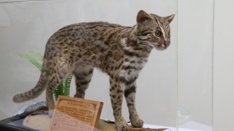 生多所野生動物急救站成立30年 教大眾減少人為傷害分享保育撇步