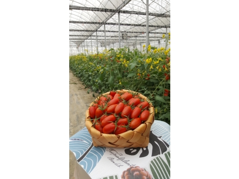 溫室玉女番茄。自產自銷。新鮮摘採。產銷履歷
