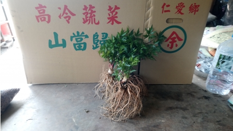 高冷蔬菜-山當歸