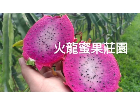 火龍蜜果