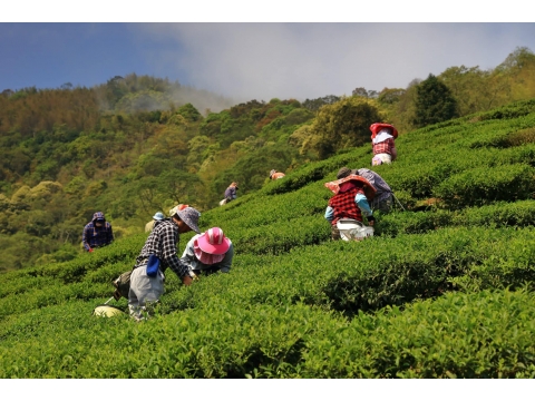 108靜觀春茶 團友免運優惠