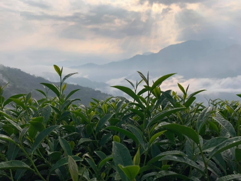 108年武界春茶 團友免運優惠